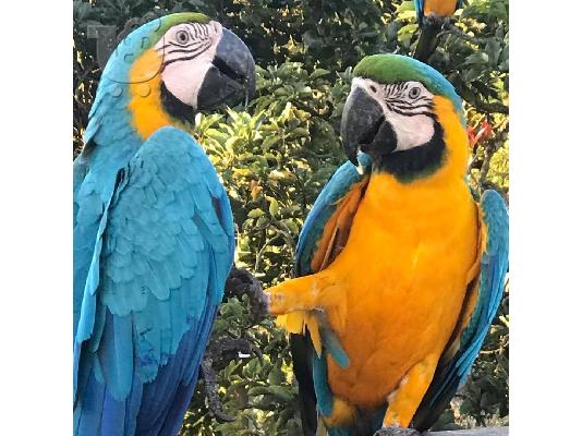 PoulaTo: Όμορφοι μπλε και χρυσοί παπαγάλοι Macaws