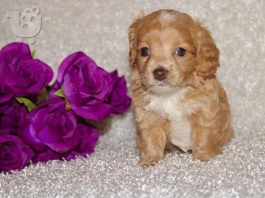 PoulaTo: Cockapoo Puppies