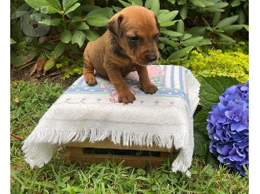 PoulaTo: German Pointer Puppies