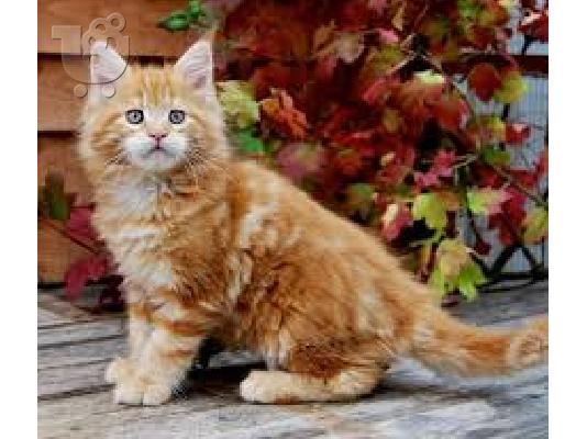PoulaTo: Ποιότητα Maine Coon Kitten