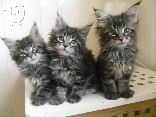 PoulaTo: Maine Coon Cats Διαθέσιμο για Χριστούγεννα