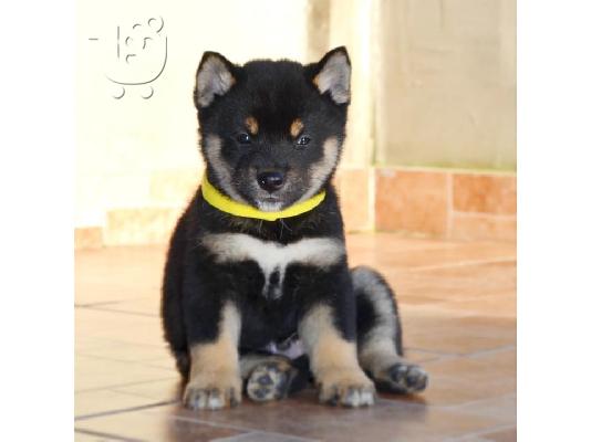 Κουτάβια Shiba Inu