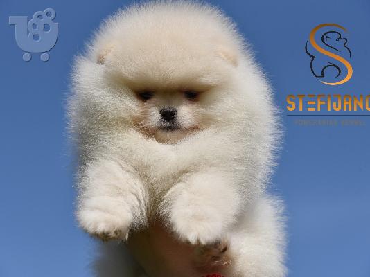 Κουτάβια Pomeranian Boo