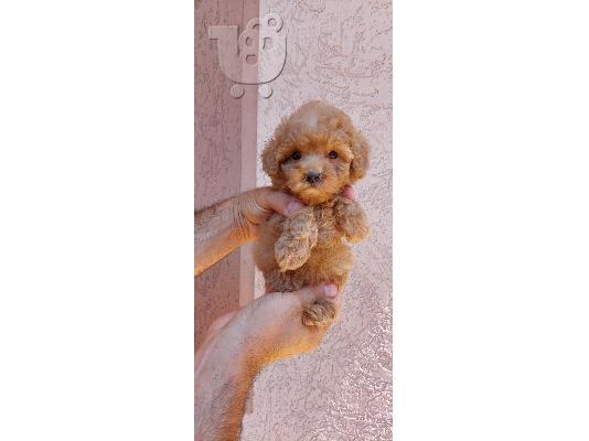 Κουτάβια Νάνος και Toy Πουντλ