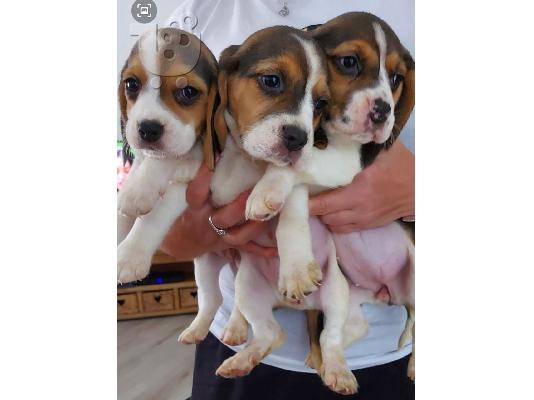 PoulaTo: Όμορφα γενεαλογικά Kc Reg Beagle κουτάβια