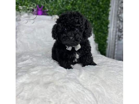 PoulaTo: Poodles κουτάβια προς πώληση
