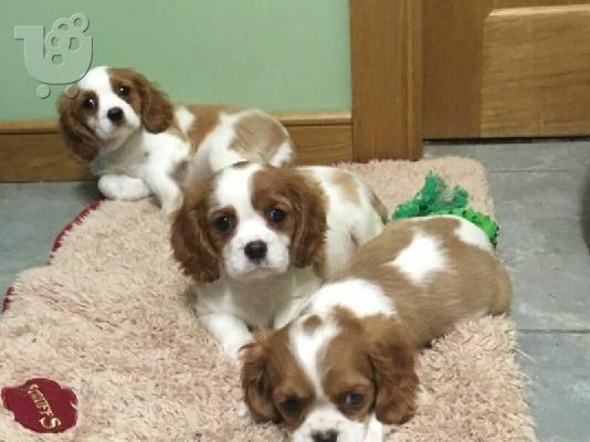 Πωλείται Cavalier King Charles Spaniel
