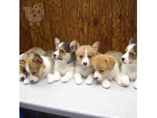 PoulaTo: Όμορφα κουτάβια Pembroke Welsh Corgi για καλό σπίτι