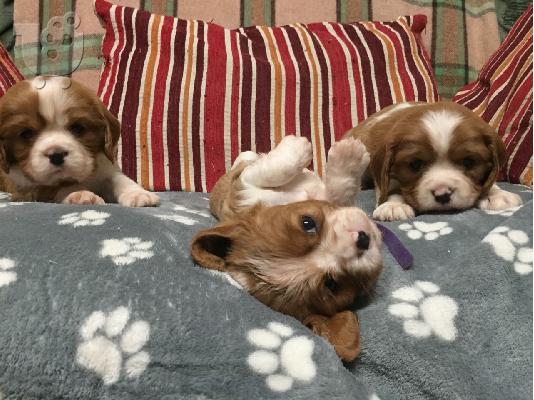 PoulaTo: Cavalier King Charles