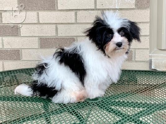 PoulaTo: Havaton Puppies