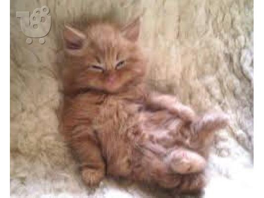 PoulaTo: maine coon γατάκια διαθέσιμα τώρα