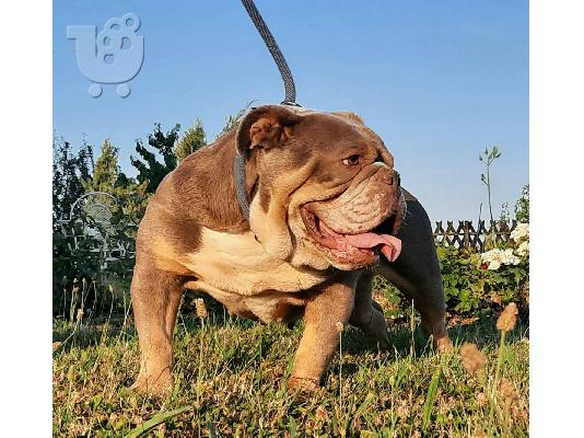 Αγγλικό μπουλντόγκ κουτάβια