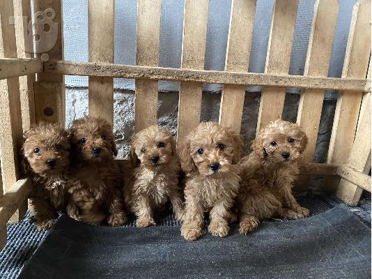 Κουτάβια Toy Poodle