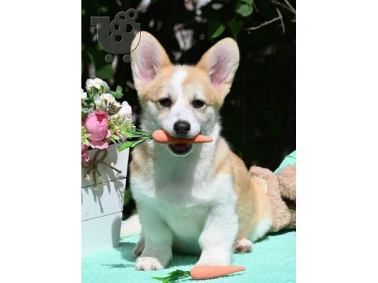 PoulaTo: Κουτάβια Welsh Corgi Pembroke