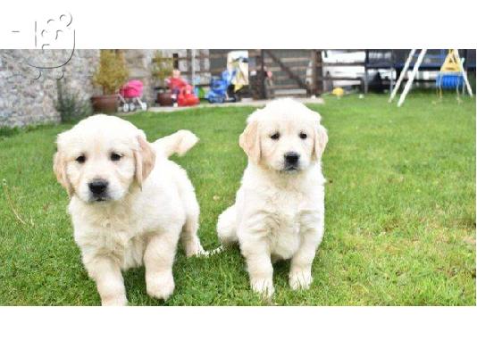 Πωλούνται κουτάβια Golden Retriever