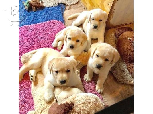 δώ έχουμε 5 όμορφα κουτάβια Labrador retriever.