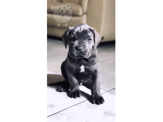 PoulaTo: cane corso