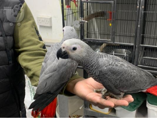 Το African Gray Baby είναι έτοιμο να βρει ένα νέο σπίτι. Α