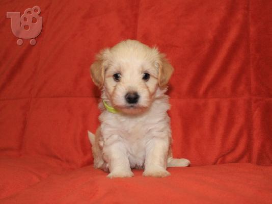 Havanese Bichon Πωλούνται κουτάβια