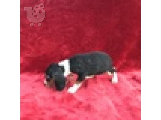 PoulaTo: Όμορφα κουτάβια Beagle διαθέσιμα