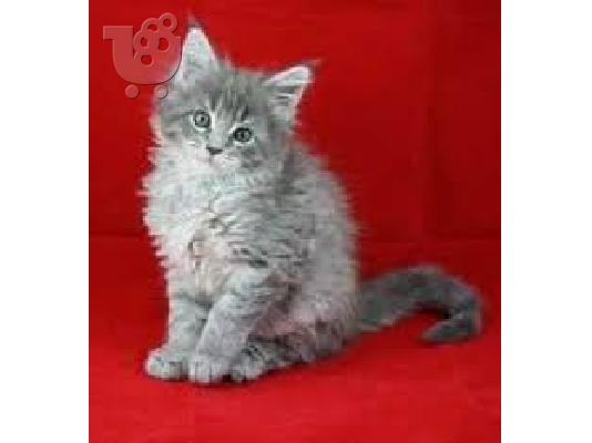 Ποιότητα Maine Coon Kitten