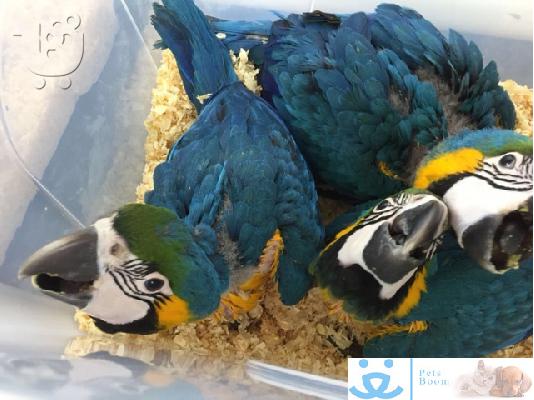 beautiful  scarlet macaw parrots for christmas 200€