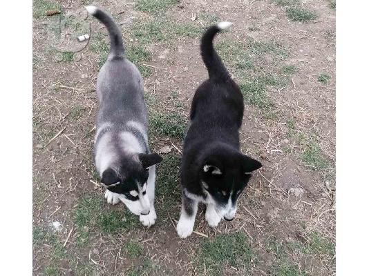 PoulaTo: Σιβηρικό χάσκι κουτάβια προς πώληση