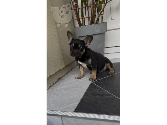 Αρσενικό κουτάβι French Bulldog black & tan