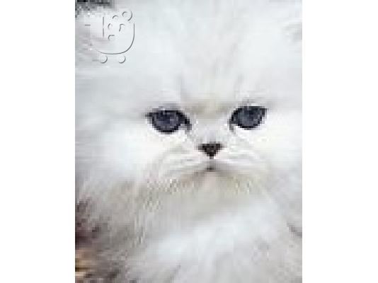 Καθαροαιμο γατακια περσιας chinchilla
