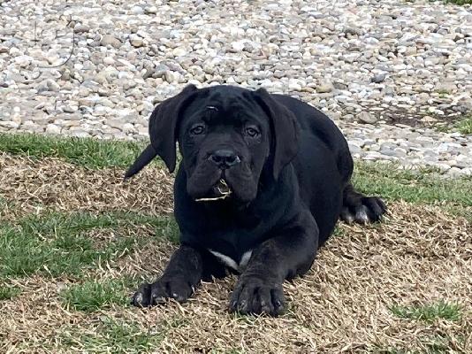 Cane Corso κουτάβια