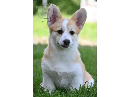 Κουτάβια Welsh Corgi Pembroke
