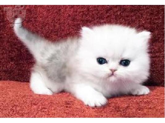 PoulaTo: fluff ball Chinchilla Persian Kittens