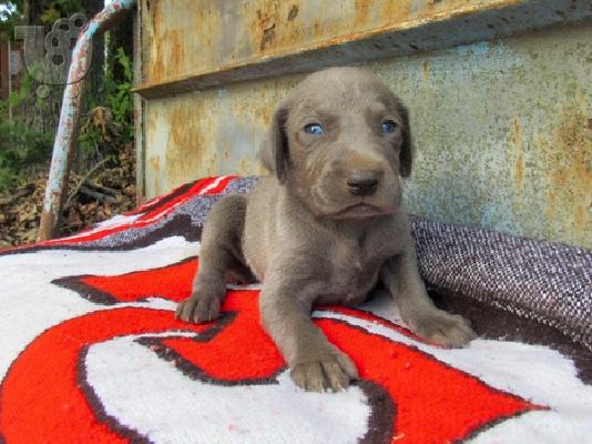 PoulaTo: Weimaraner Puppies