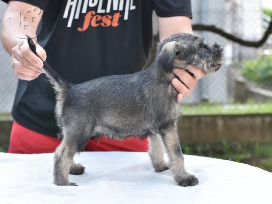 Standard Schnauzer κουτάβια
