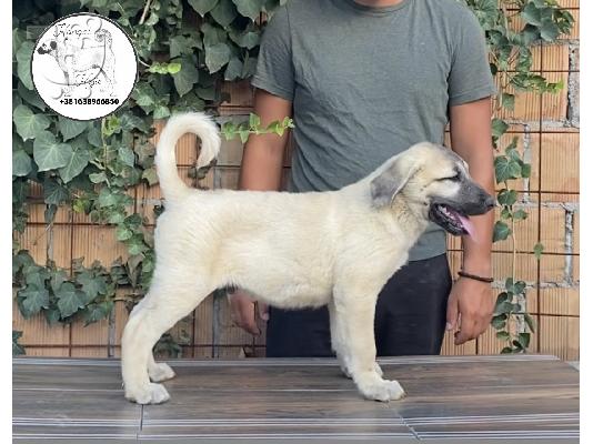 Τουρκικό Kangal κουτάβια προς πώληση