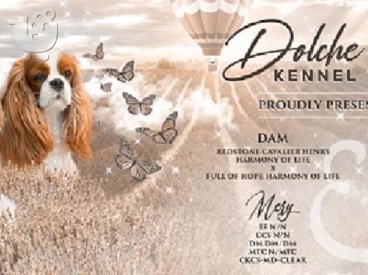 King Charles Cavalier Spaniel