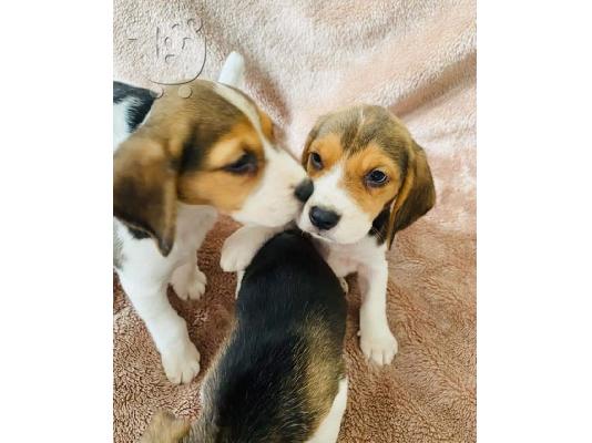 Εδώ παρουσιάζουμε τα υπέροχα κουτάβια Beagle που είναι...