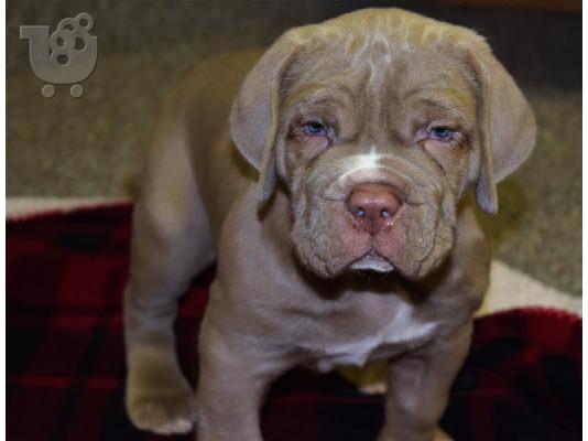 PoulaTo: Neapolina Mastiff Puppies