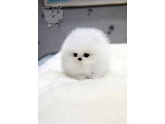 Pomeranian κουτάβια Διαθέσιμο