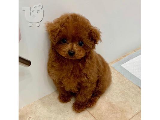 PoulaTo: Παιχνίδια αρσενικά και θηλυκά κουτάβια Poodle προς πώληση.