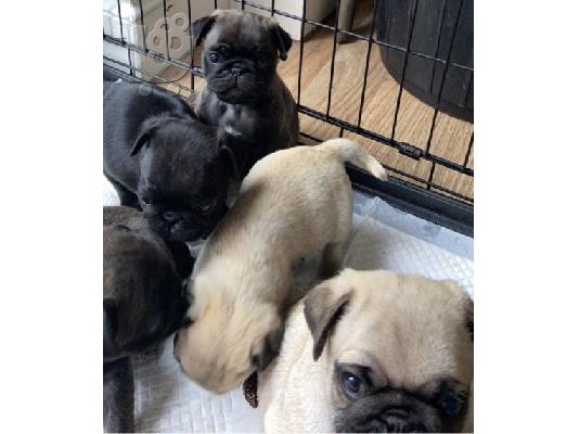 PoulaTo: Όμορφα κουτάβια Pug για καλό σπίτι