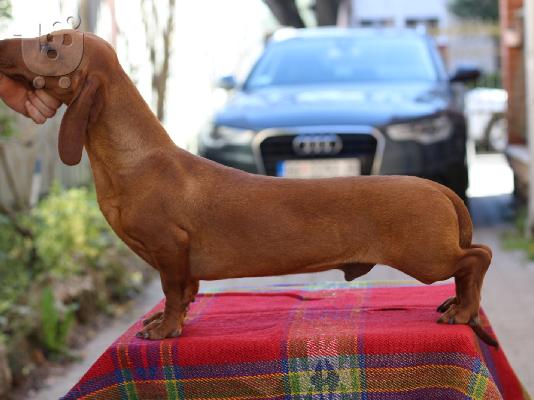 Dachshund