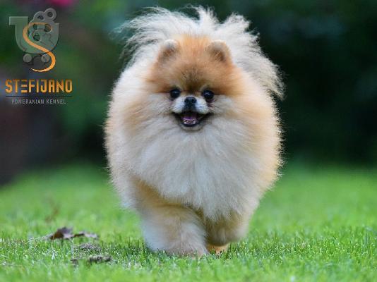 Κουτάβια Pomeranian Boo