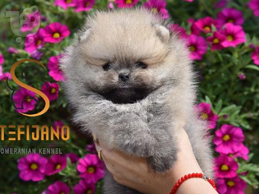 Pomeranian Boo Κουτάβια