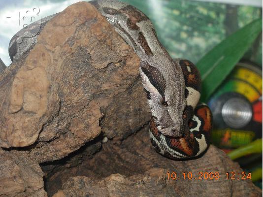 PoulaTo: Βοας (Boa Constrictor Imperator) + Full Terrarium-Τελικη Τιμη