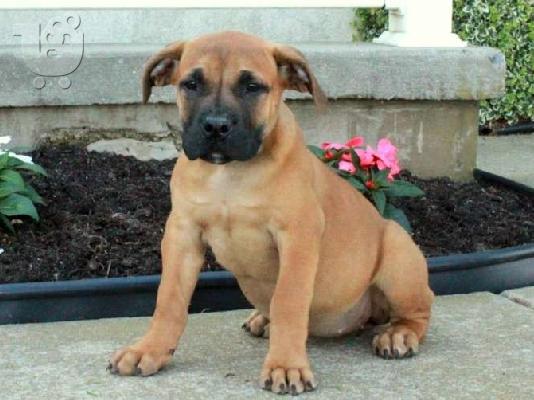 PoulaTo: κουτάβια boerboel