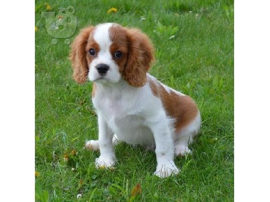 PoulaTo: Εξαιρετικό κουτάβι Cavalier King Charles Spaniel για υιοθεσία