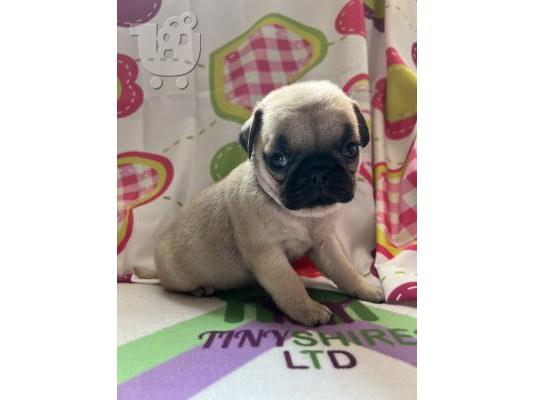 PoulaTo: Pug Puppies Available
