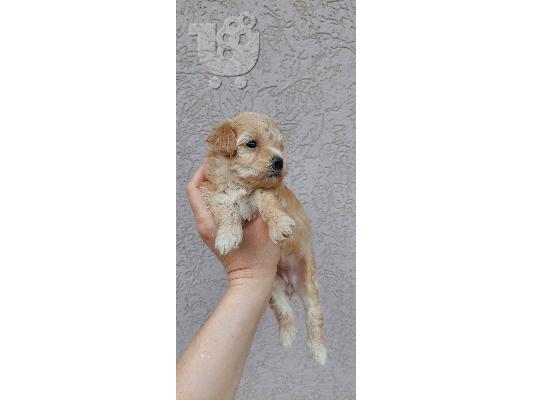 Maltipoo κουτάβια