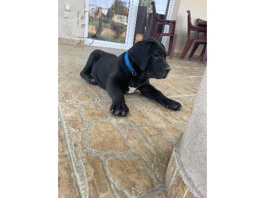 Νοτιοαφρικανικό Mastiff - Boerboel